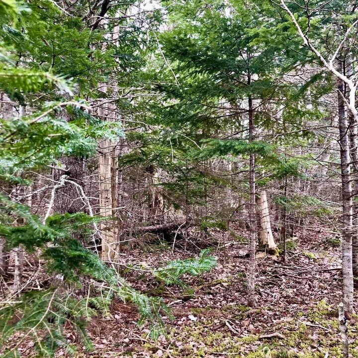 Property Photo:  0 Main Rd.  NS B0E 1J0 