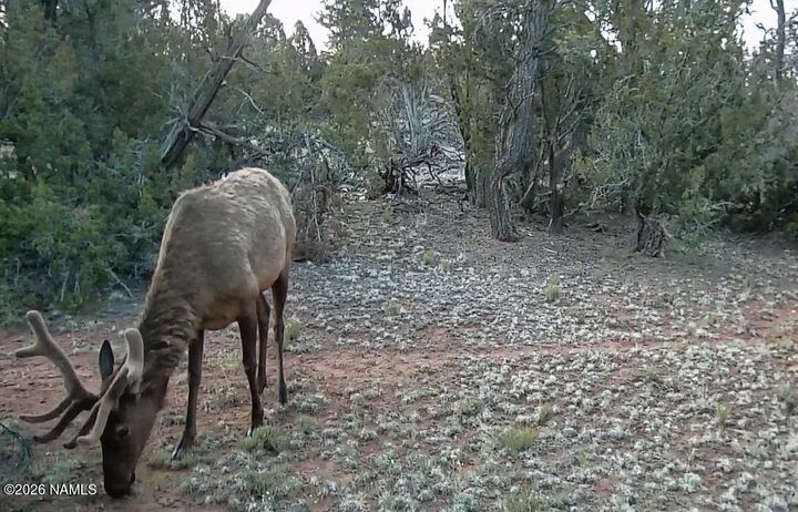 Property Photo:  Lot 186A Bull Run Road  AZ 86046 