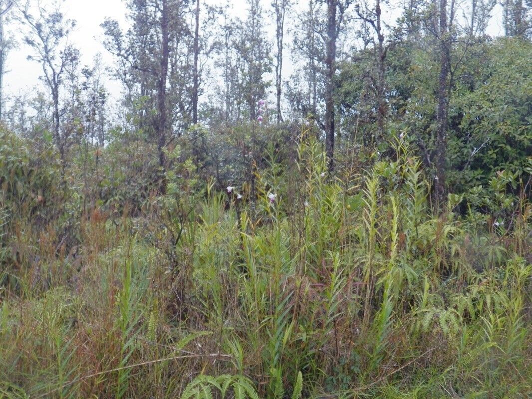 Property Photo: Road 4 (Io Kea) HI 96760