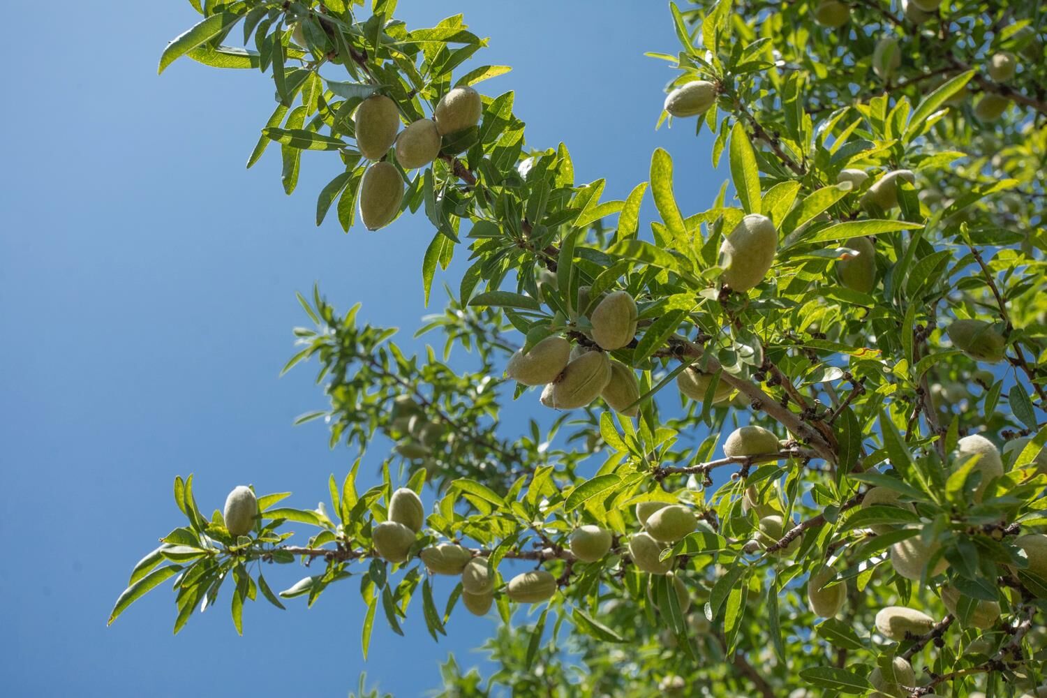 Property Photo:  8972 Palermo Honcut Highway  CA 95966 