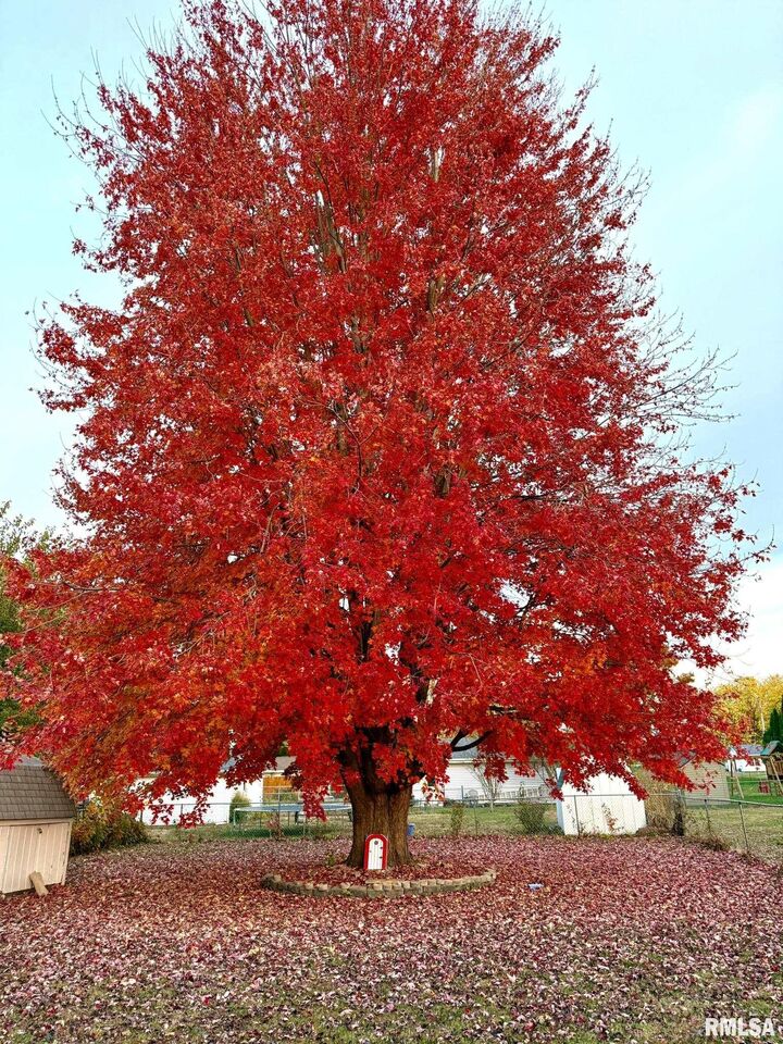 Property Photo:  1005 Hawkinson Avenue  IL 61401 