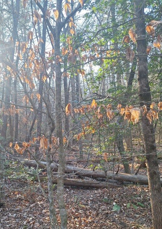 Property Photo:  Lots Mill Creek Acres  GA 30513 