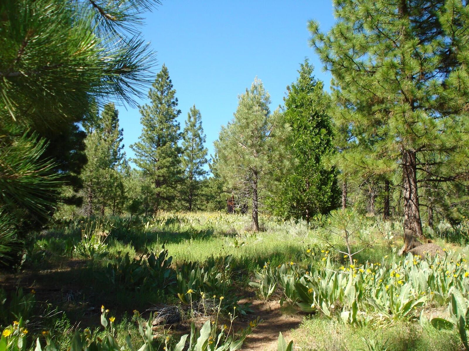 Property Photo: 288 Arrowleaf Road CA 96122