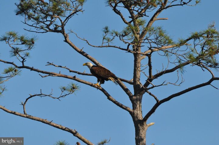 Property Photo:  10148 Champ Road  MD 21853 