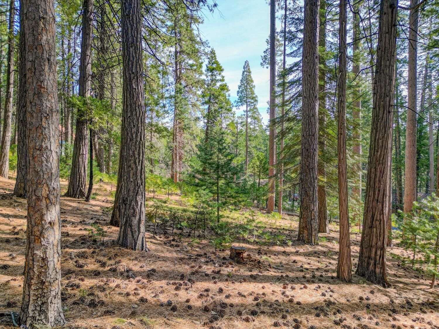 Property Photo:  2625 Linnet Lane  CA 95223 