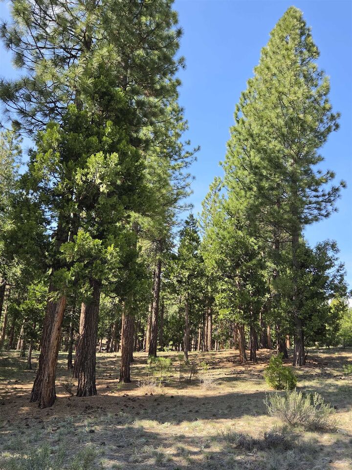 Property Photo:  762 Blacktail Ridge  CA 96122 