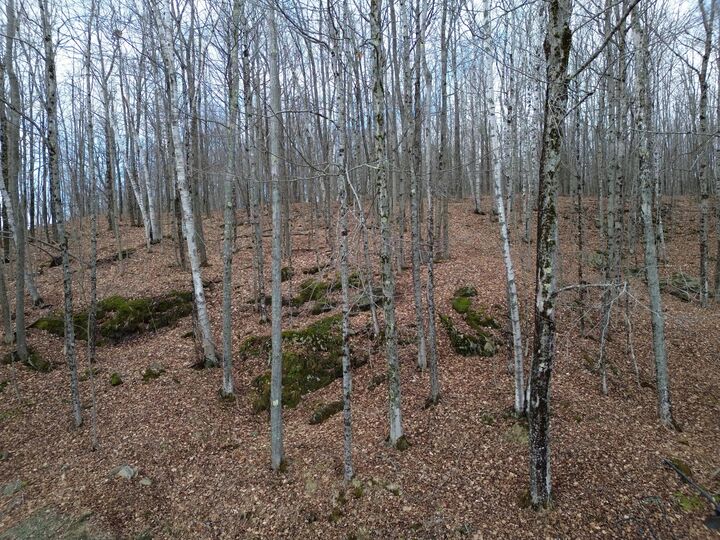 Property Photo:  62 Grove Street  ME 04930 