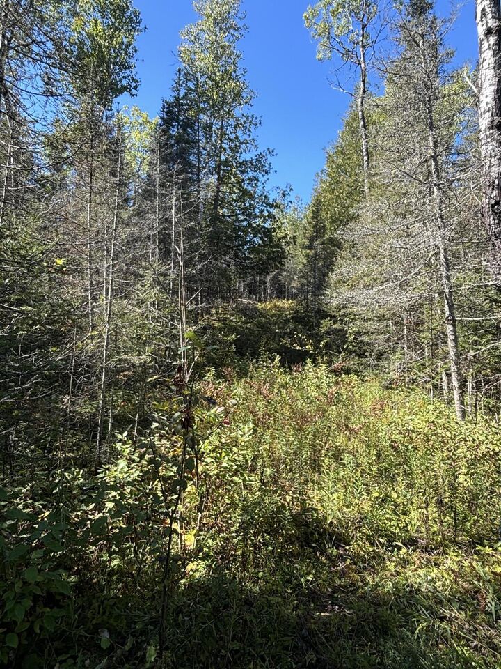 Property Photo: 585 N Czech Ln MI 49745