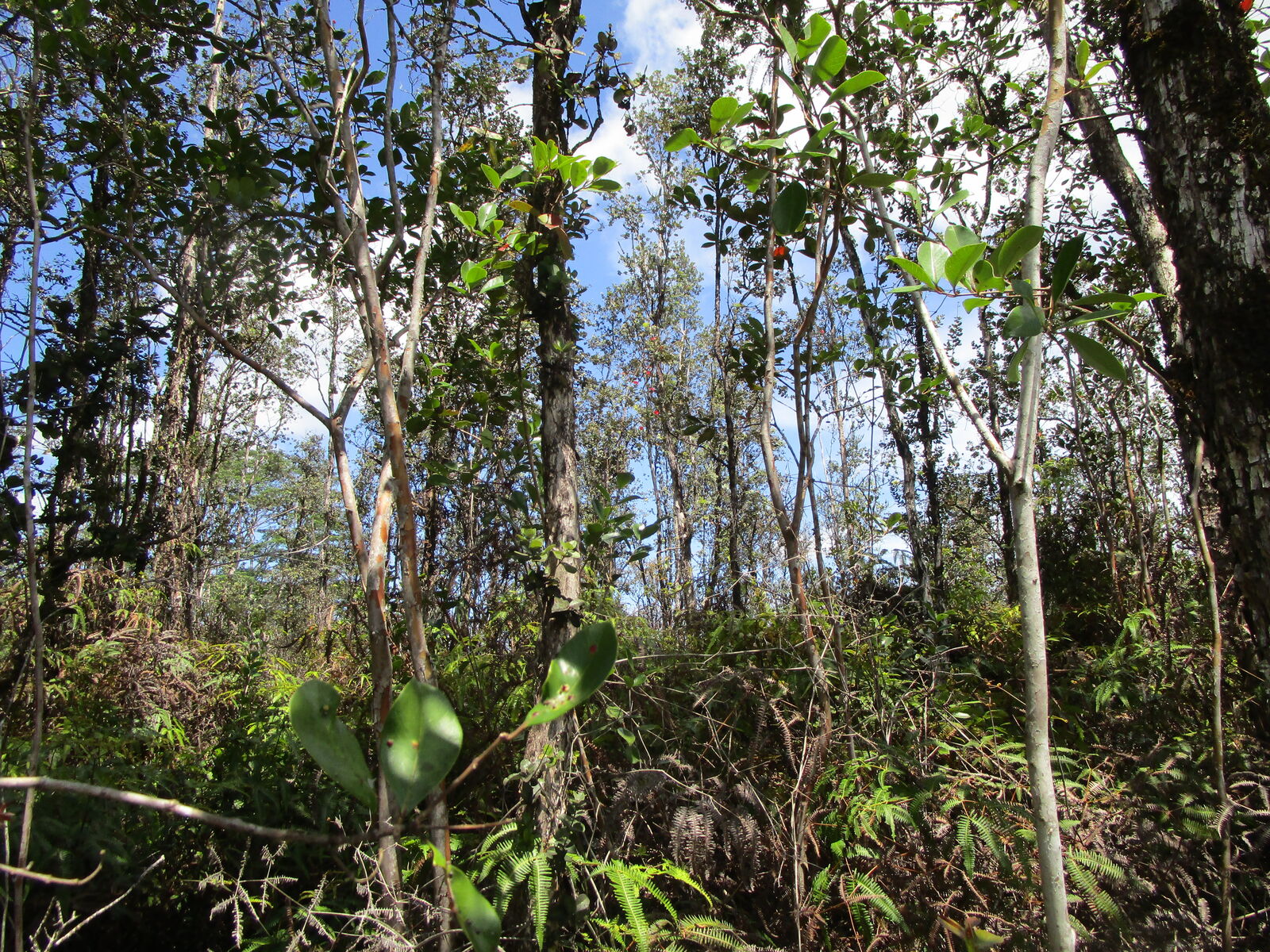 Property Photo:  Road 11 (Pulelehua)  HI 96760 