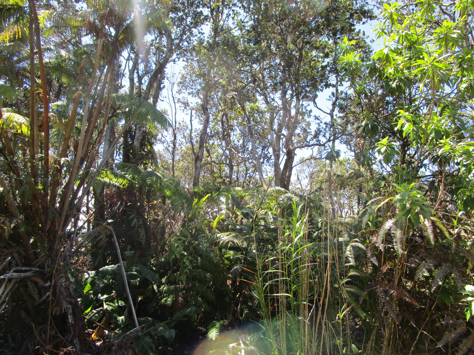 Property Photo:  Nahelenani St  HI 96785 