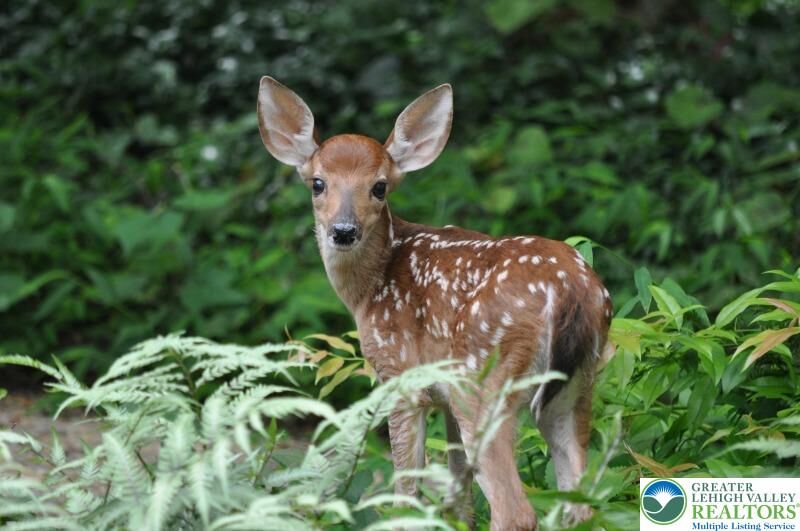 Property Photo:  94 Blairwood Lane  PA 18210 