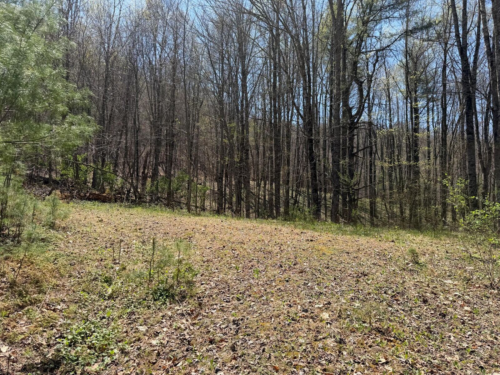 Property Photo:  Morris Branch Road  WV 25976 
