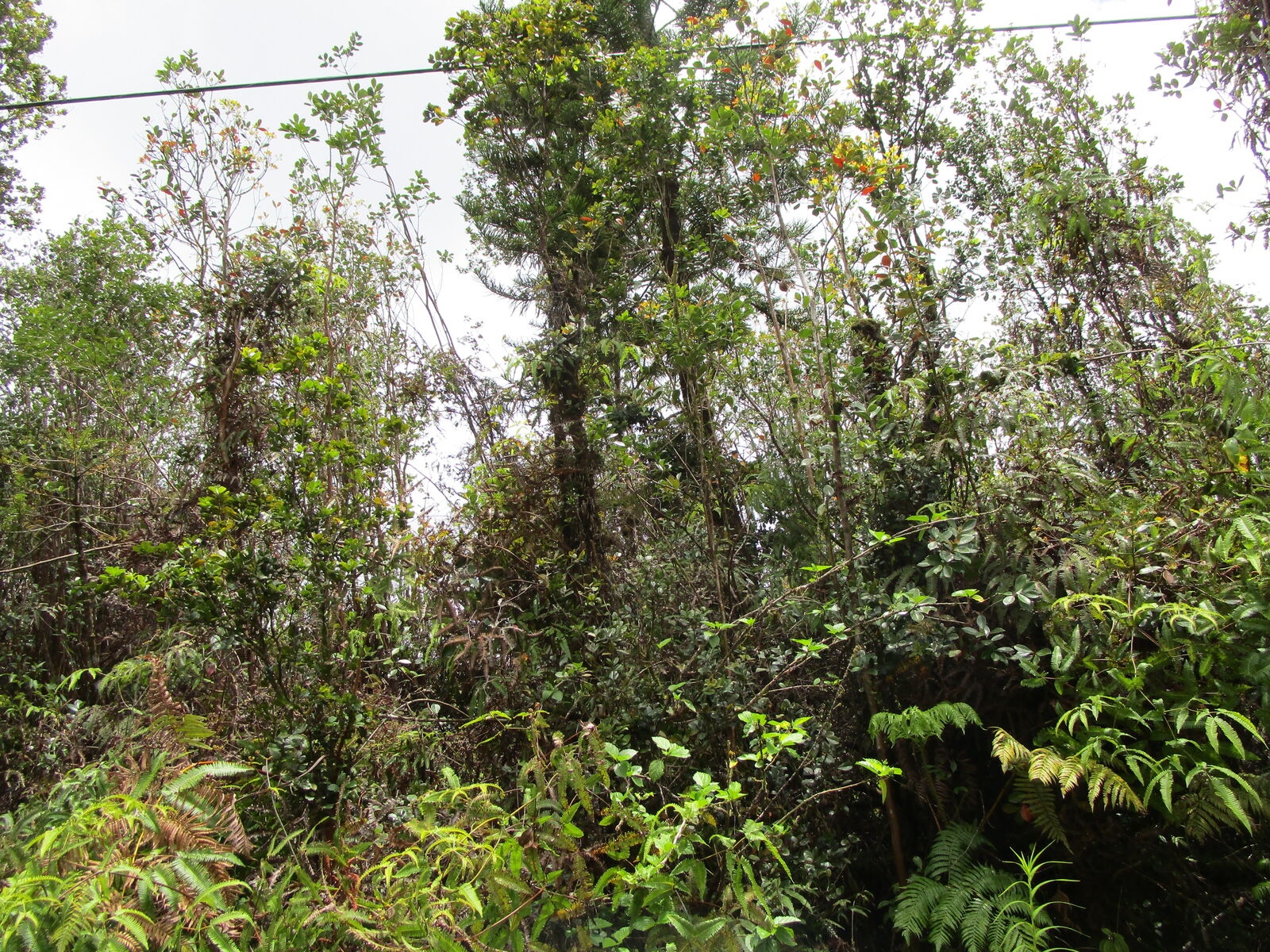 Property Photo:  Pilo St  HI 96771 