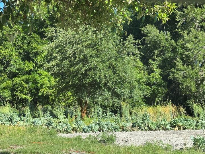 Property Photo:  00 County Road 213  FL 34785 