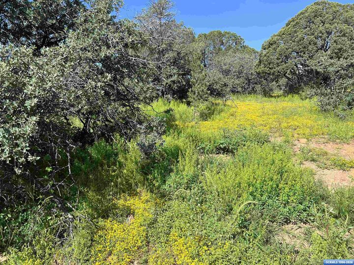 Property Photo:  2xx Xyz Ranch Road  NM 88061 
