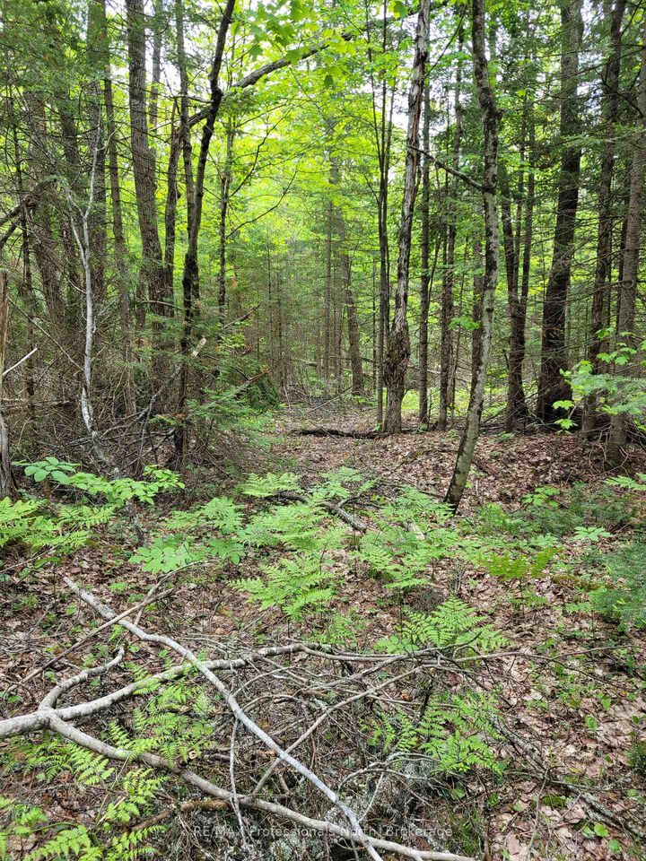 Property Photo:  Tbd Gelert Road  ON K0M 2K0 