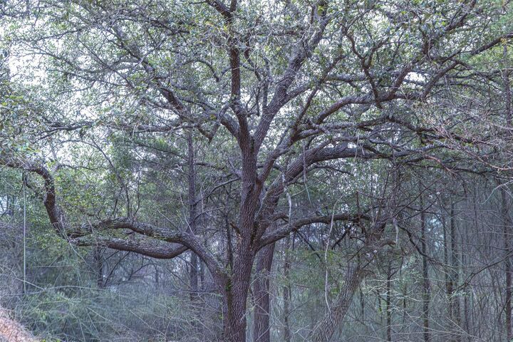 Property Photo:  Tbd Fm 1094  TX 78950 