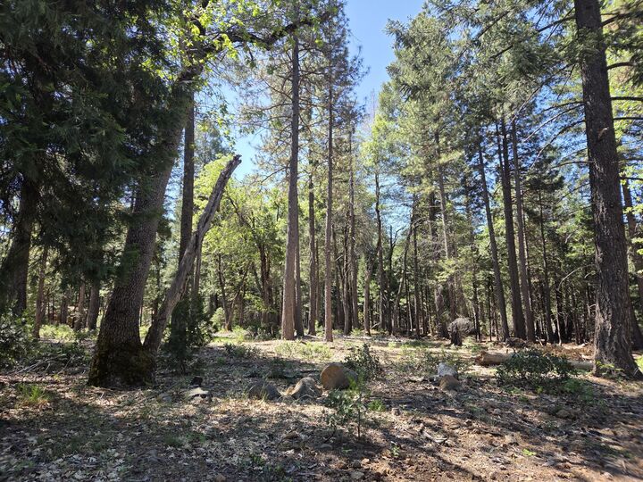 Property Photo:  Lot 4 Ritts Mill Road  CA 96088 