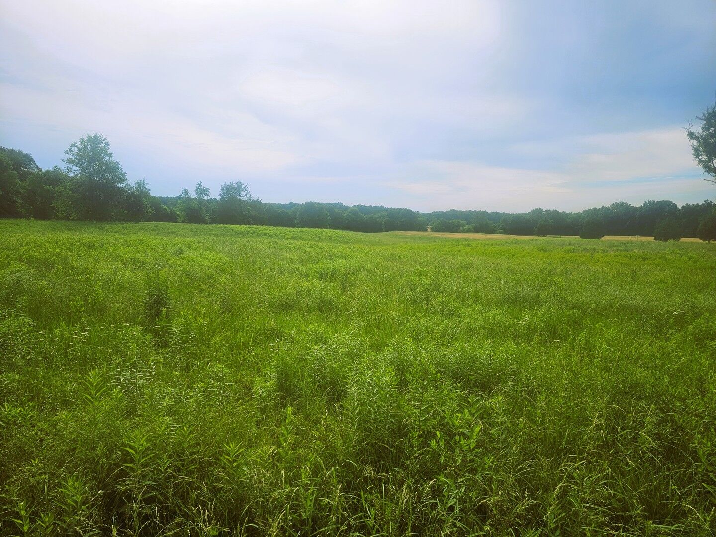 Property Photo: 0000 N Stanford Lane IL 62872