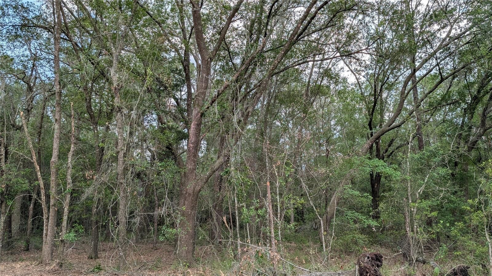 Property Photo:  Tbd NE 108th Place  FL 32694 