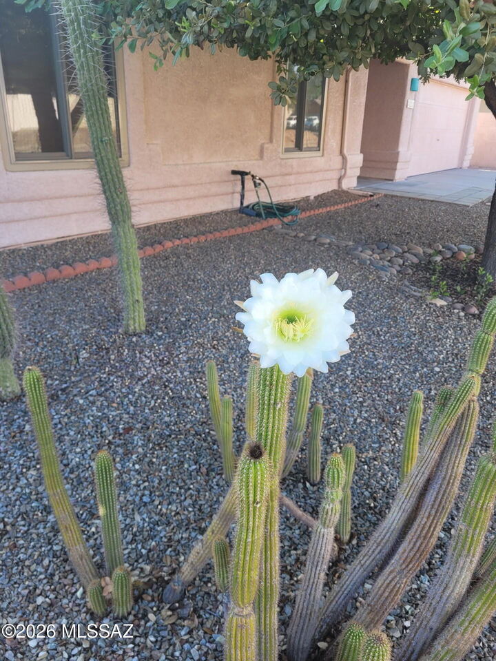 Property Photo: 8009 S Castle Bay Street AZ 85747