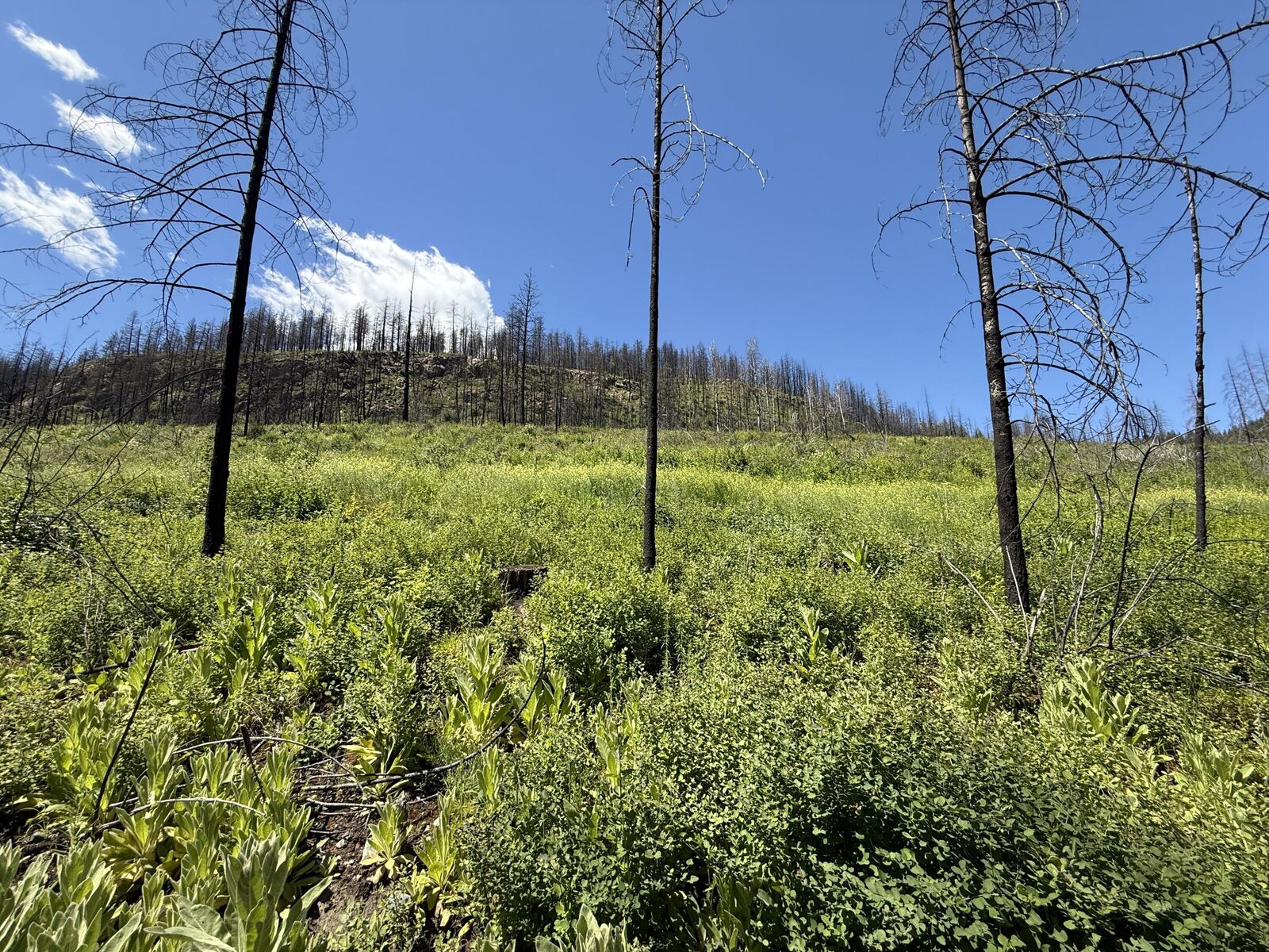 Property Photo: Tbd 4th Of July Creek Rd WA 99121