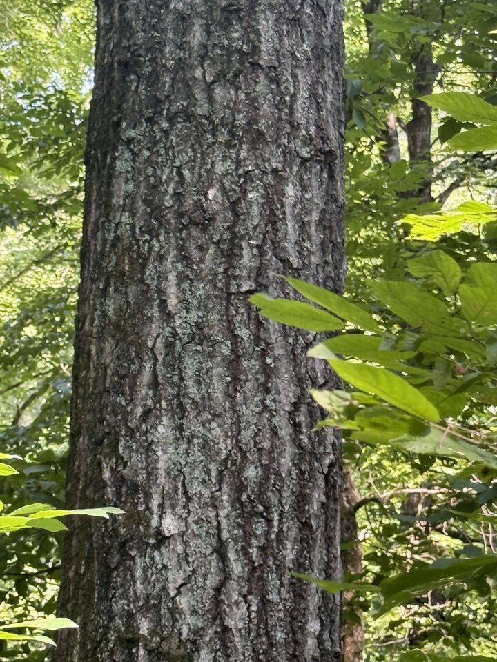 Property Photo:  0 Toll Hollow Rd  TN 38485 