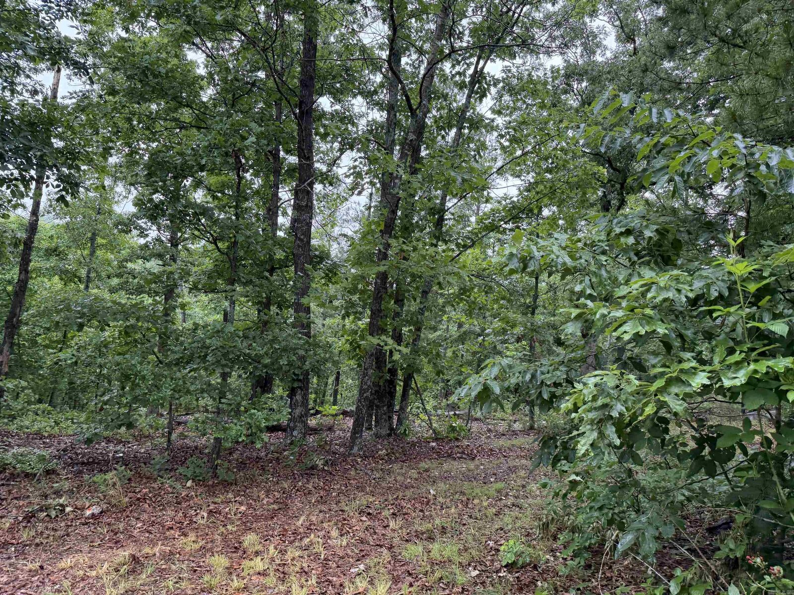 Property Photo:  Off Of Morgan Cave Road  AR 72601 
