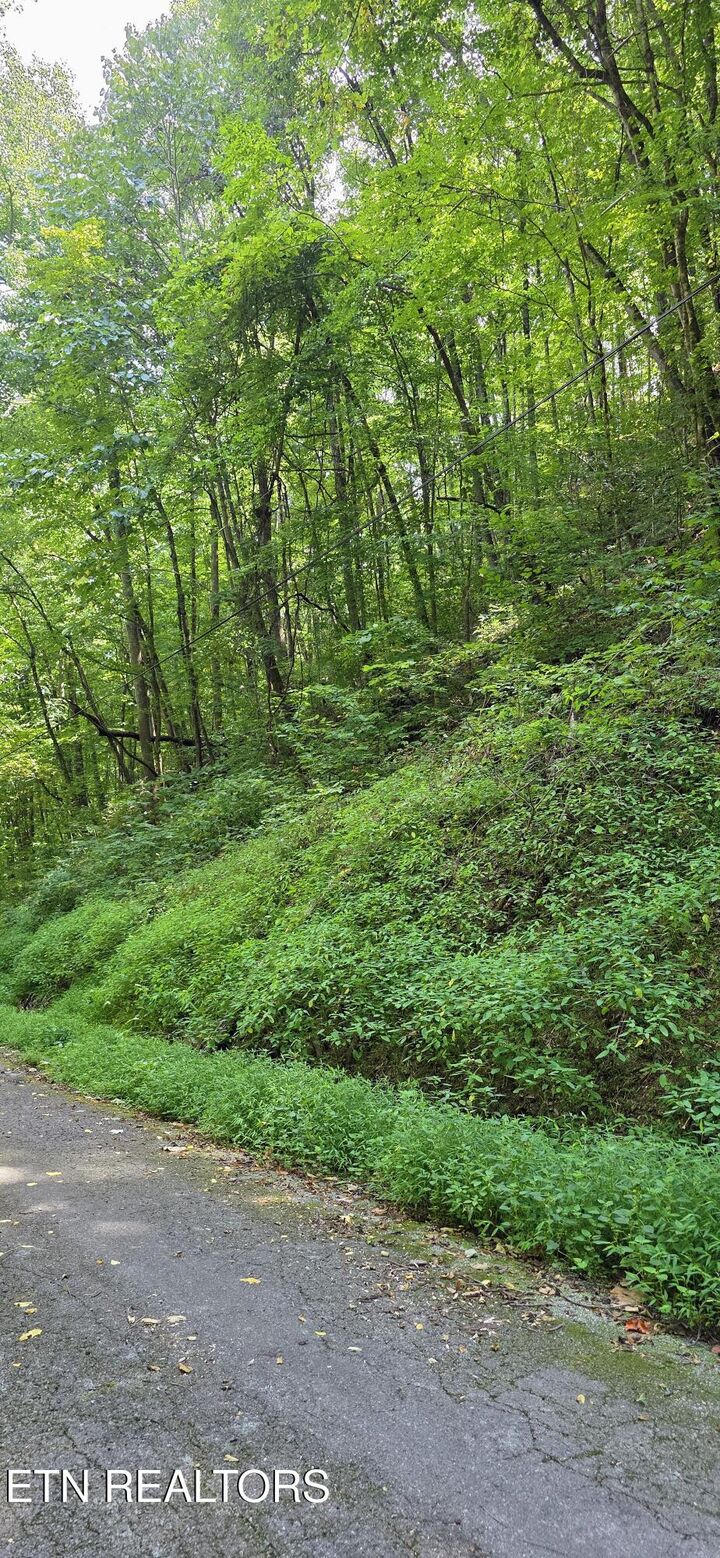 Property Photo:  Lot 28 Black Walnut Flats Rd  TN 37862 