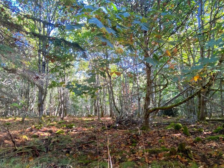 Property Photo: Lot 17 Bodega Beach Drive BC V0N 1P0