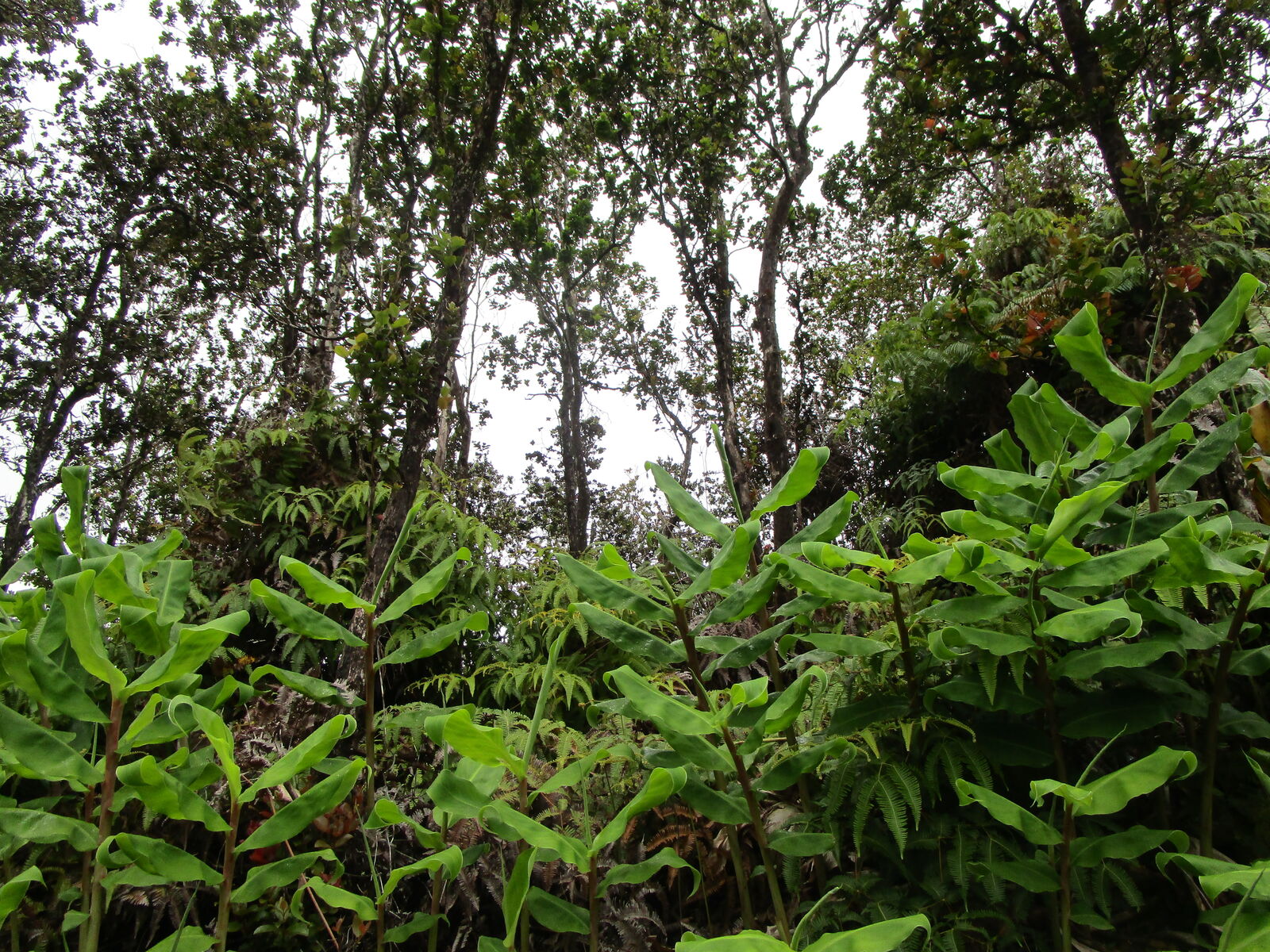 Property Photo: Alaula St HI 96785