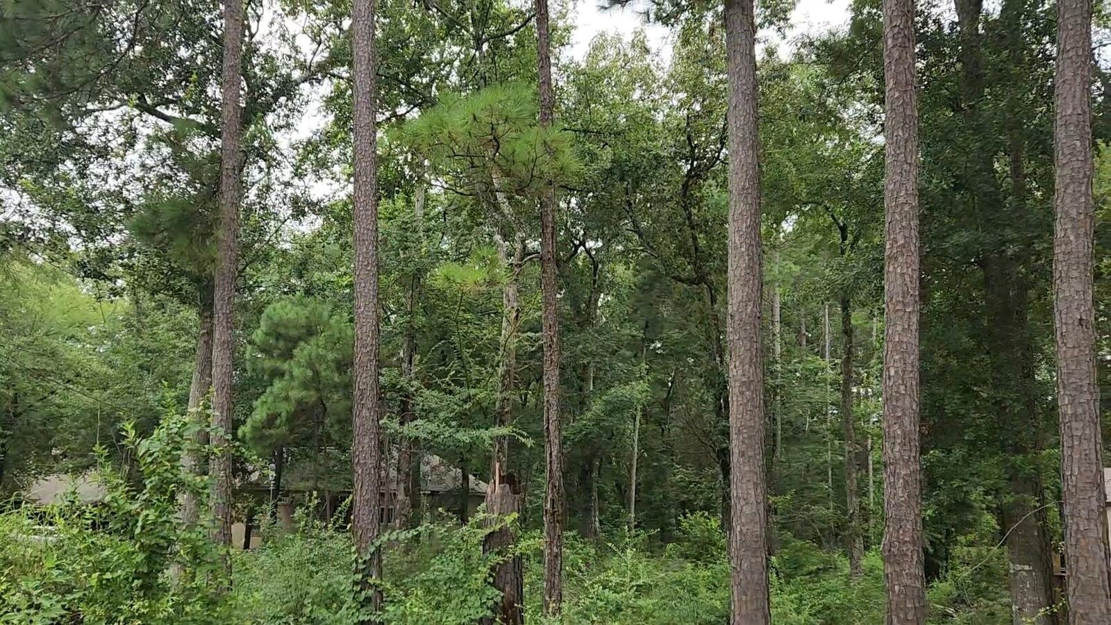 Property Photo: Lot 38 White Oak Drive TX 77363