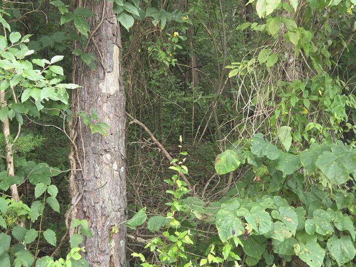Property Photo:  D Street  KY 41230 