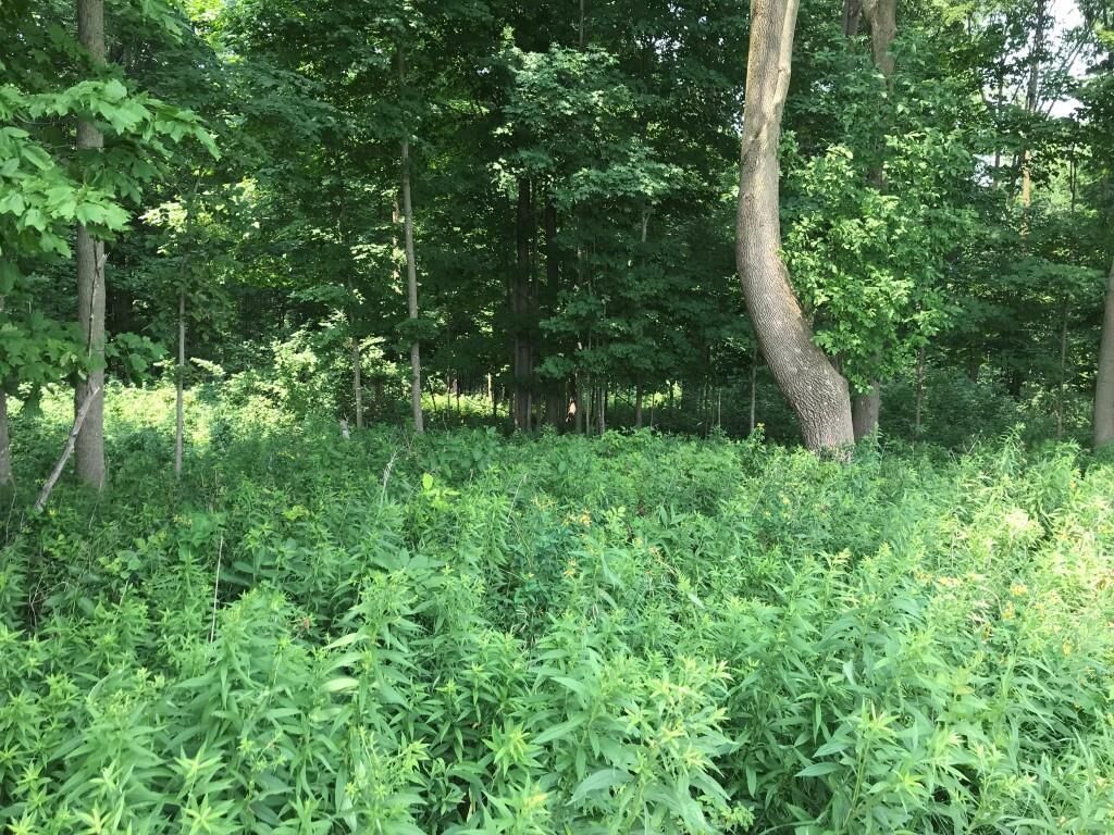 Property Photo: 10 Acres Lincoln Drive 139054 WI 54411