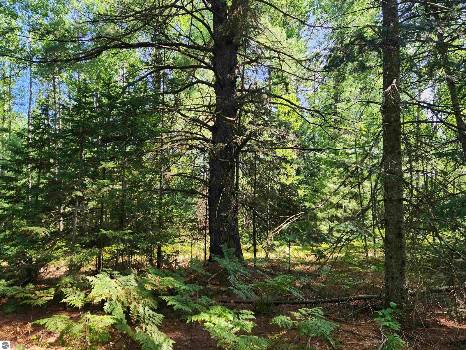 Property Photo: 10 Acres Christie Drive MI 49646