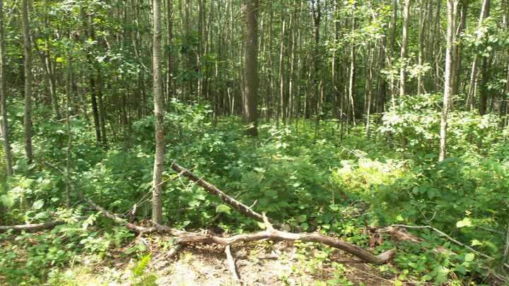 Property Photo:  Lot 7 Birch Tree Trl  WI 54801 