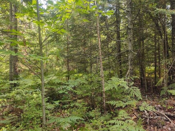 Property Photo:  Grace Harbor Road  MI 49759 