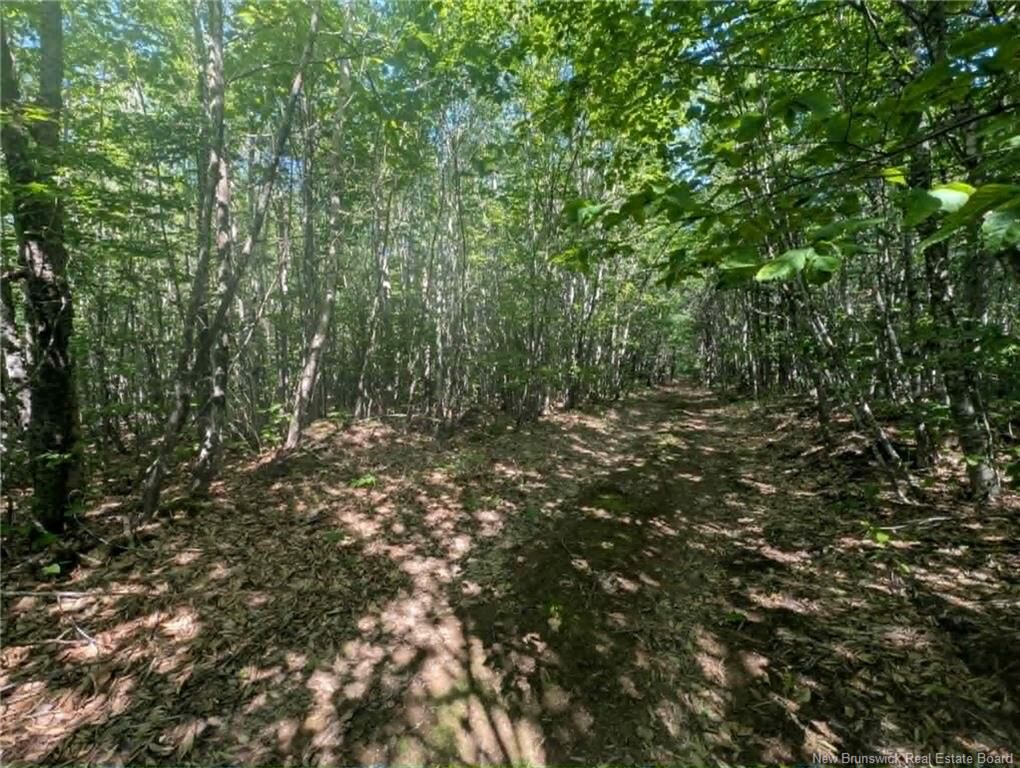Property Photo:  Wood Lot Green Road  NB E4Z 1T6 