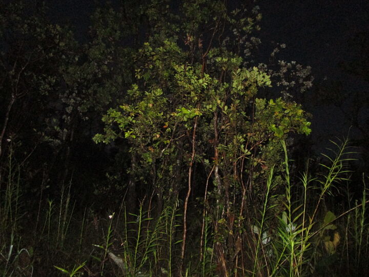 Property Photo: Noe Kuahiwi Rd HI 96785