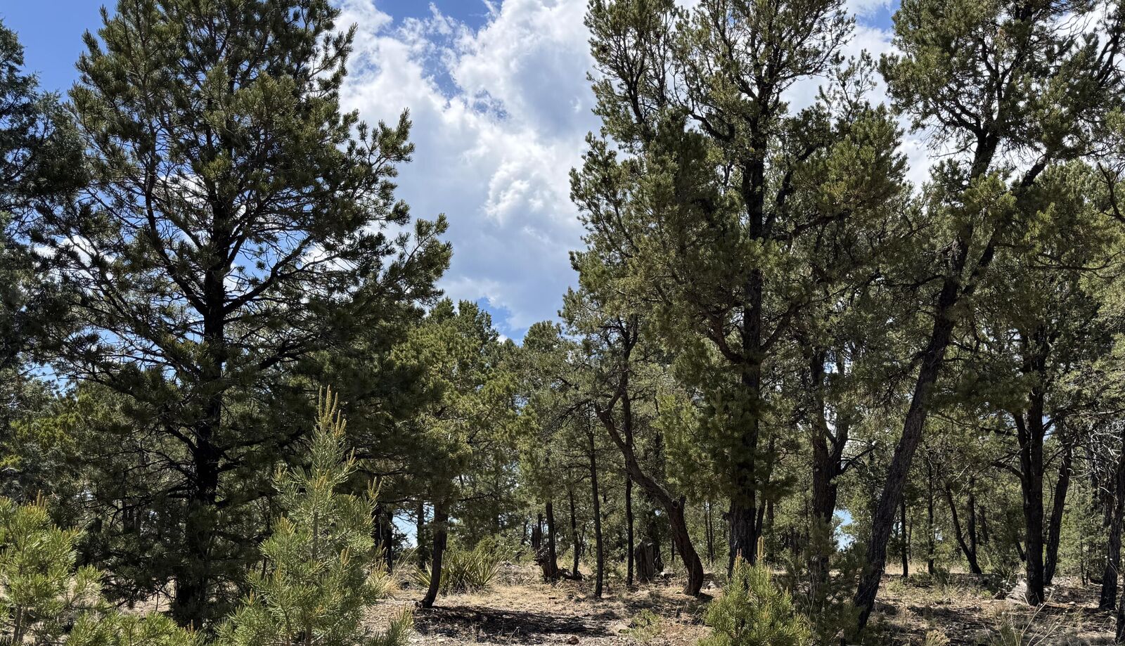 Property Photo: 7 Dancing Hawk Drive NM 87552