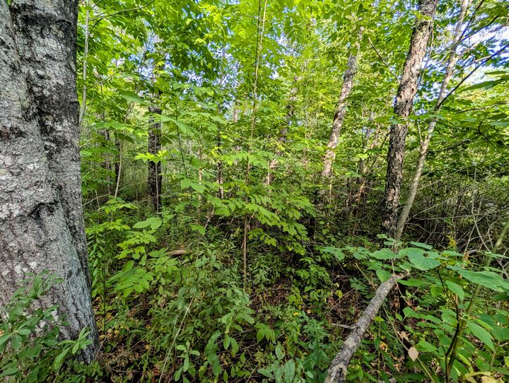 Property Photo:  M6 L27-1 Loggin Road  ME 04438 