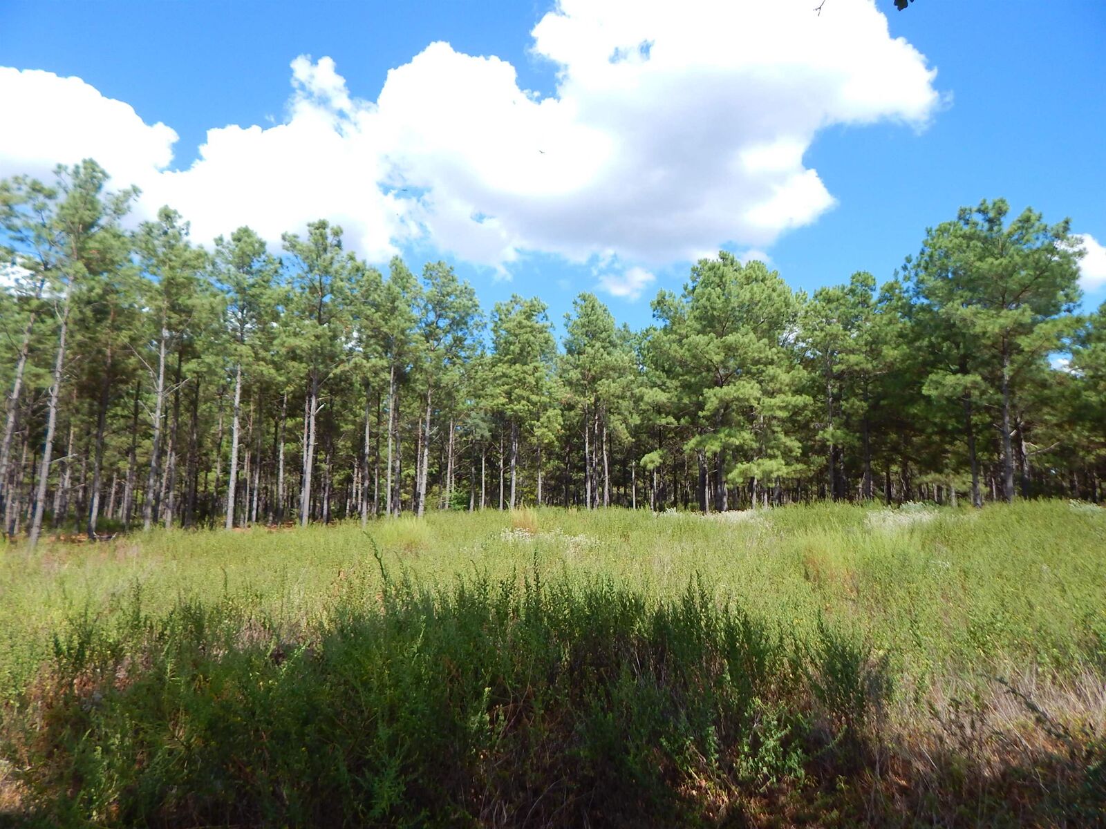 Property Photo:  Tbd 10 Acres Spruce Rd.  TX 75755 