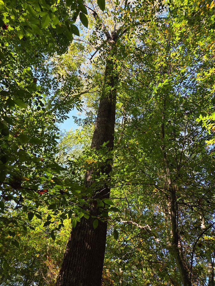 Property Photo:  0 New Cut Road  KY 42103 