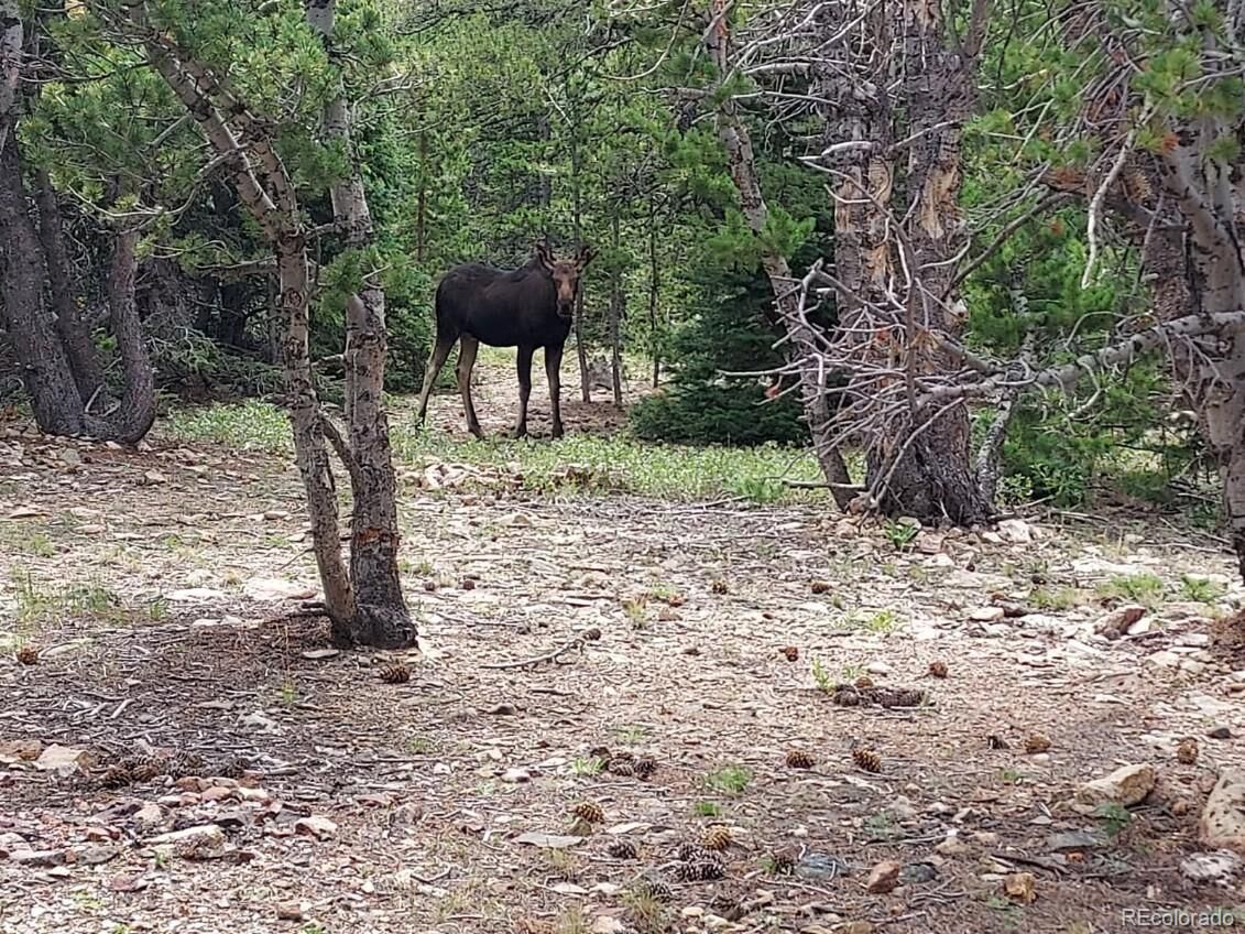 Property Photo:  1900 County Road 128J  CO 80466 