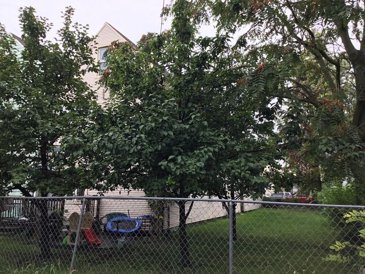 Property Photo:  4319 S Paulina Street  IL 60609 