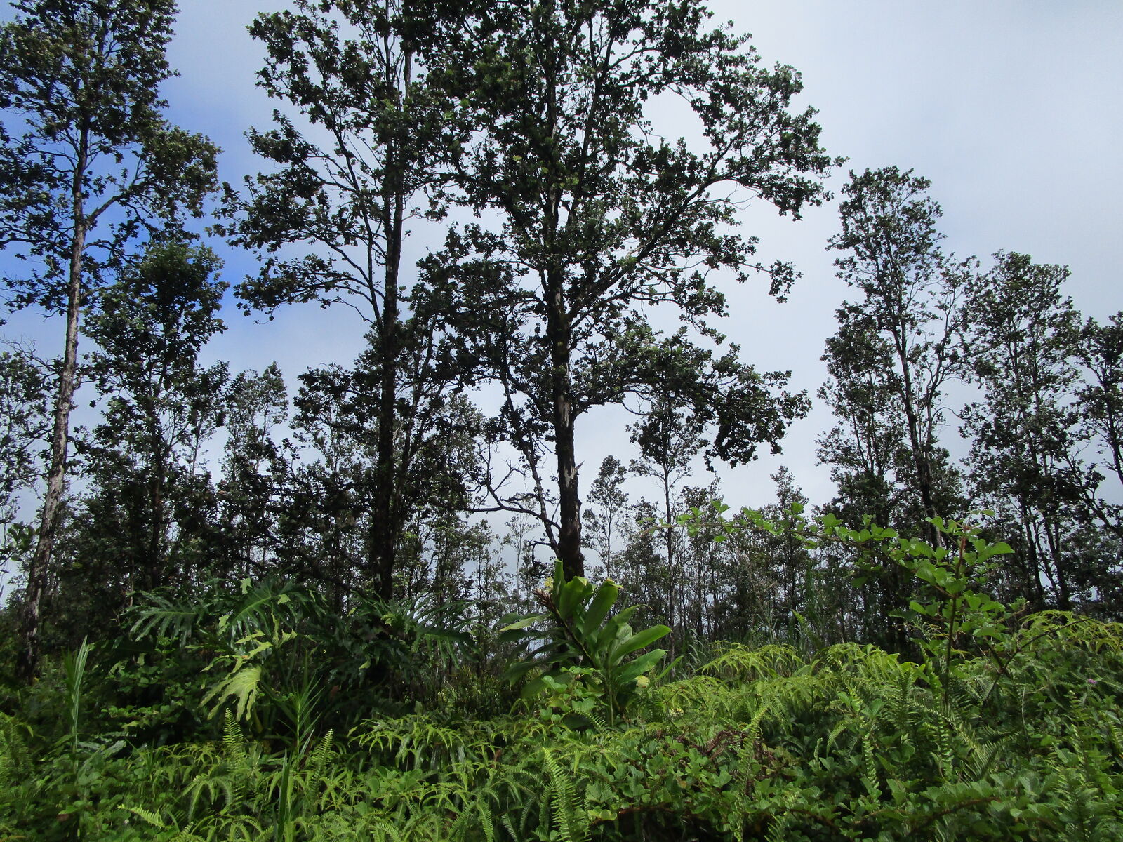 Property Photo: Ala Naulani Rd HI 96785